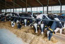 João Eustáquio De Almeida Junior explica os erros de nutrição animal que reduzem a produtividade do rebanho.