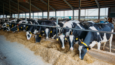 João Eustáquio De Almeida Junior explica os erros de nutrição animal que reduzem a produtividade do rebanho.