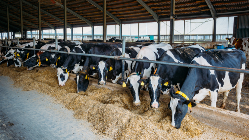 João Eustáquio De Almeida Junior explica os erros de nutrição animal que reduzem a produtividade do rebanho.