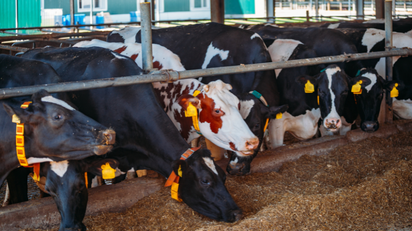 Descubra com João Eustáquio De Almeida Junior os principais equívocos na nutrição animal que afetam o desempenho do rebanho.