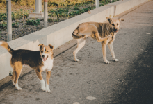 São Paulo em destaque no novo ranking que aponta qualidade de vida para cães na cidade