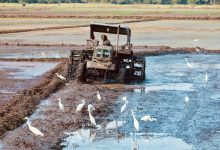 Trator trabalha em um arrozal enlameado e alagado, enquanto garças procuram alimento ao redor.